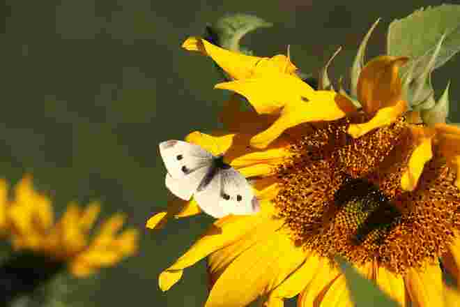 Im Garten ist noch Sommer
