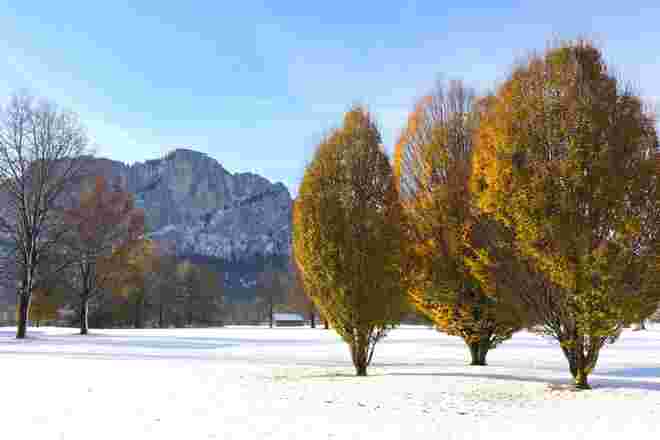 Goldenes Herbstlaub im Frühwinter