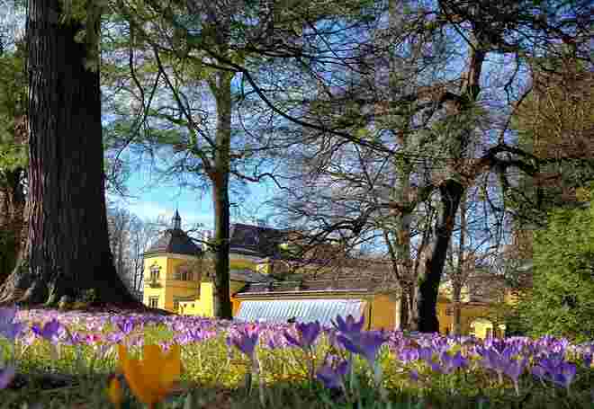 Krokusfeld im Schlosspark 