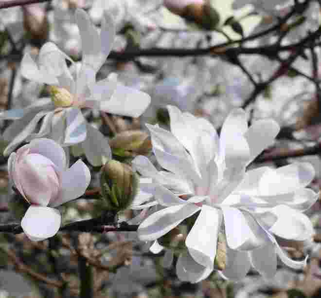 Prächtige Sternmagnolie 