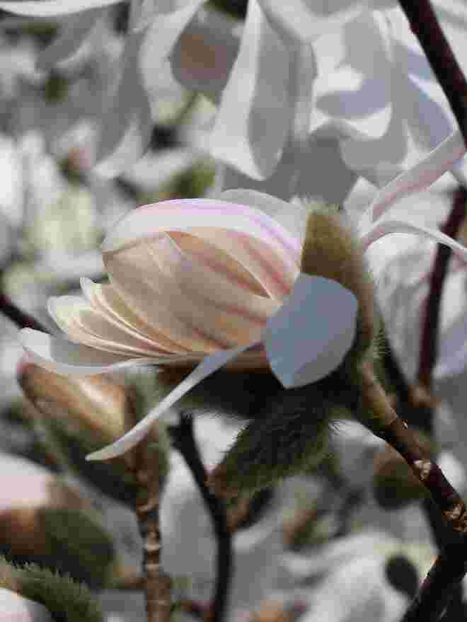 Weiße Magnolienknospe