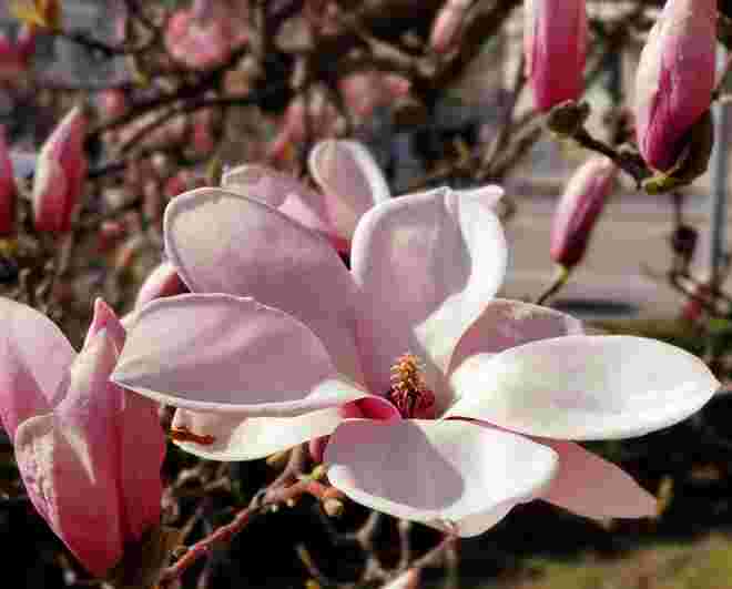 Magnolienpracht 
