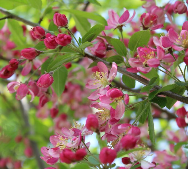  Die Magie der Apfelblüte 