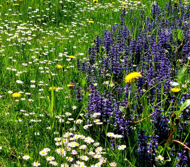 Mein Mäher ist kaputt! Das freut Bienchen & Co!