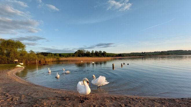 Schwanensee, Wallersee 