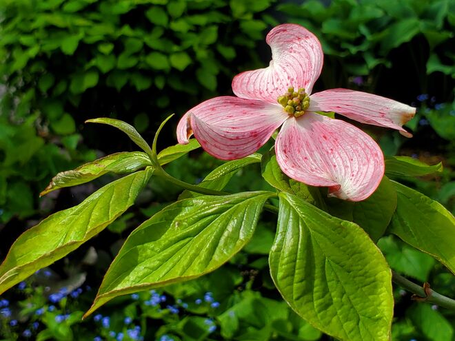Ein echte Schönheit aus dem Garten