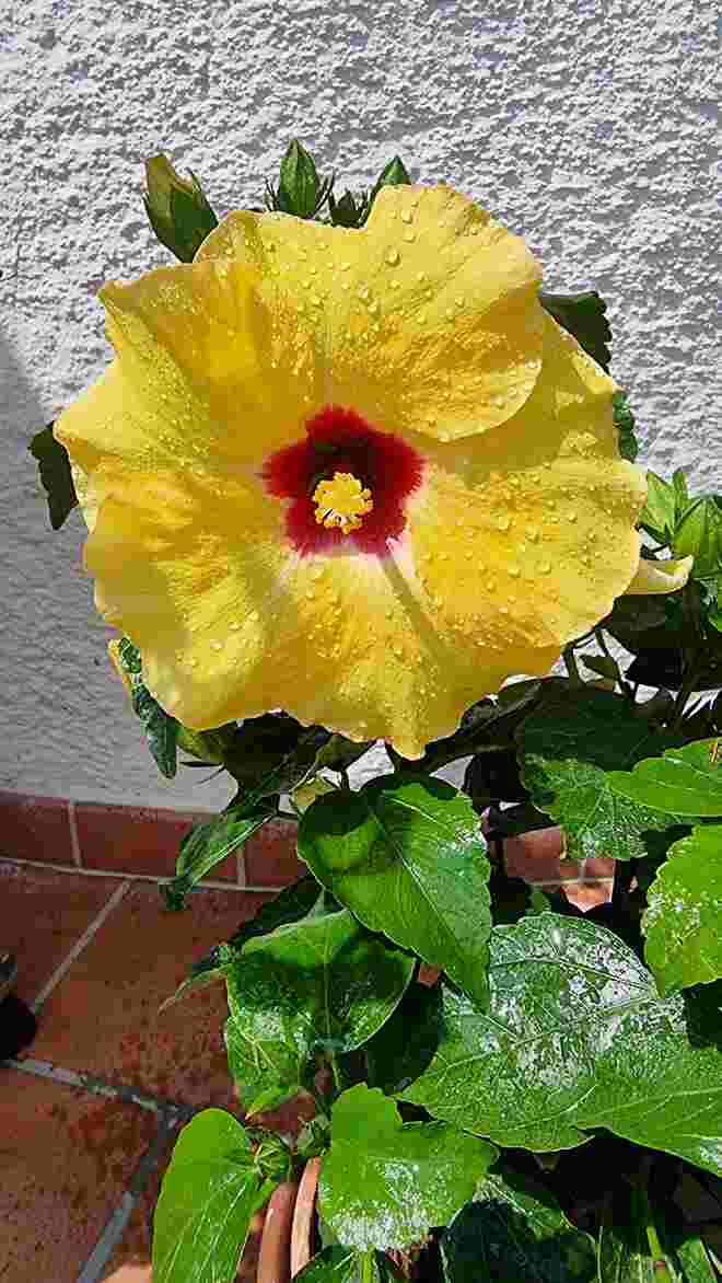 Hibiskus