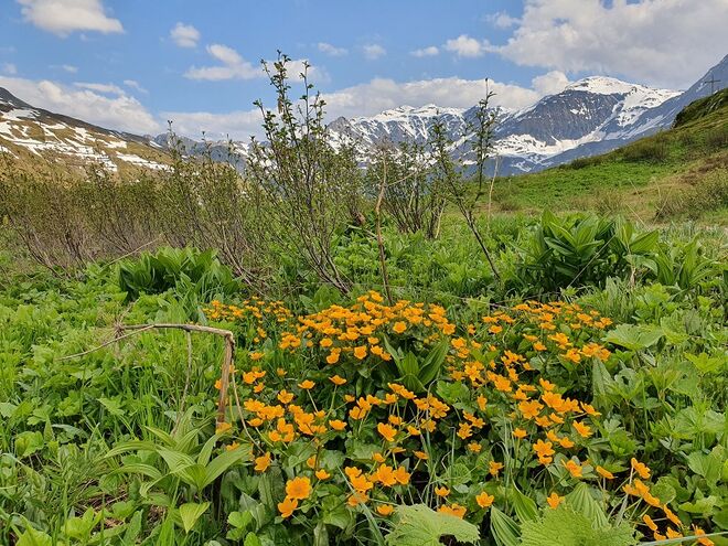 Bergfrühling auf 2000m