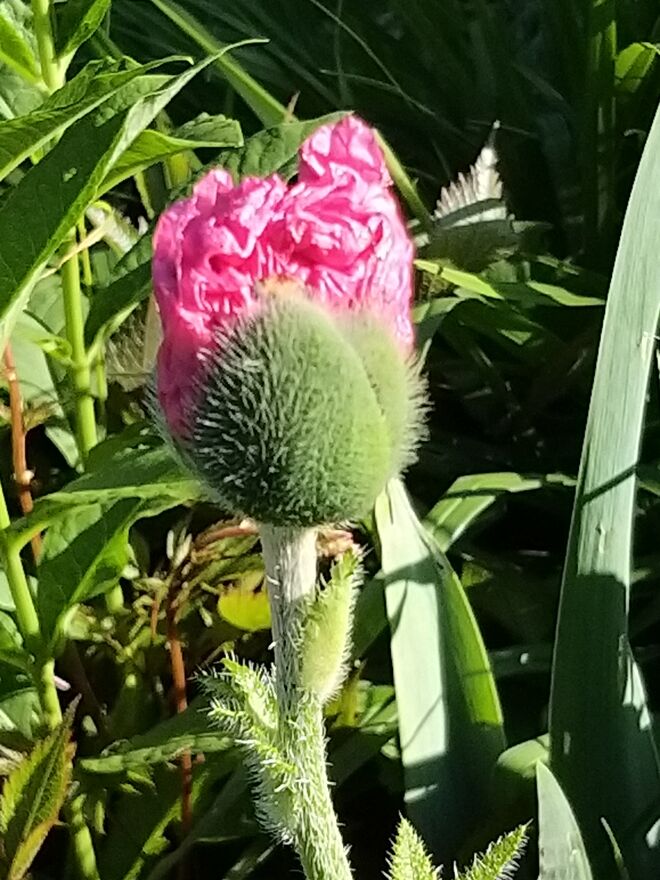 Bald ist's soweit...