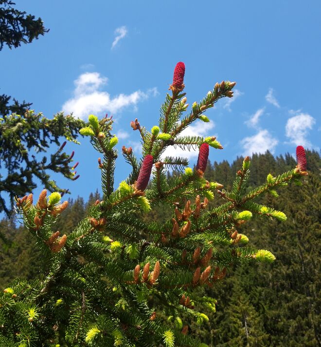 Neue Zapfen...., gesunder Wald 