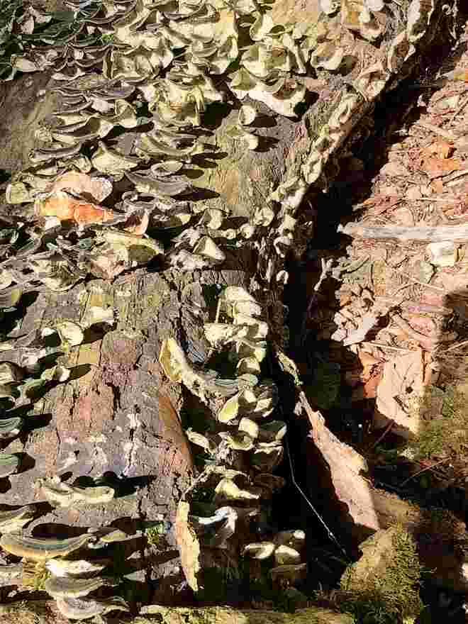 Pilzbefall