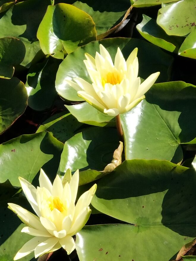 Im Naturschwimmteich