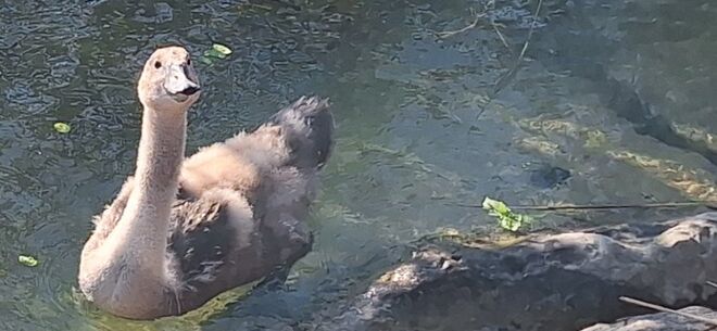 Kein "hässliches Entlein"