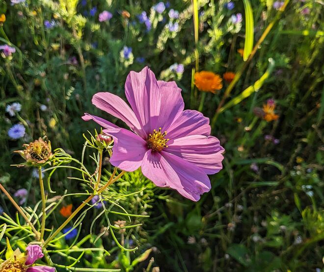 . . .  Septembercosmea . . . 