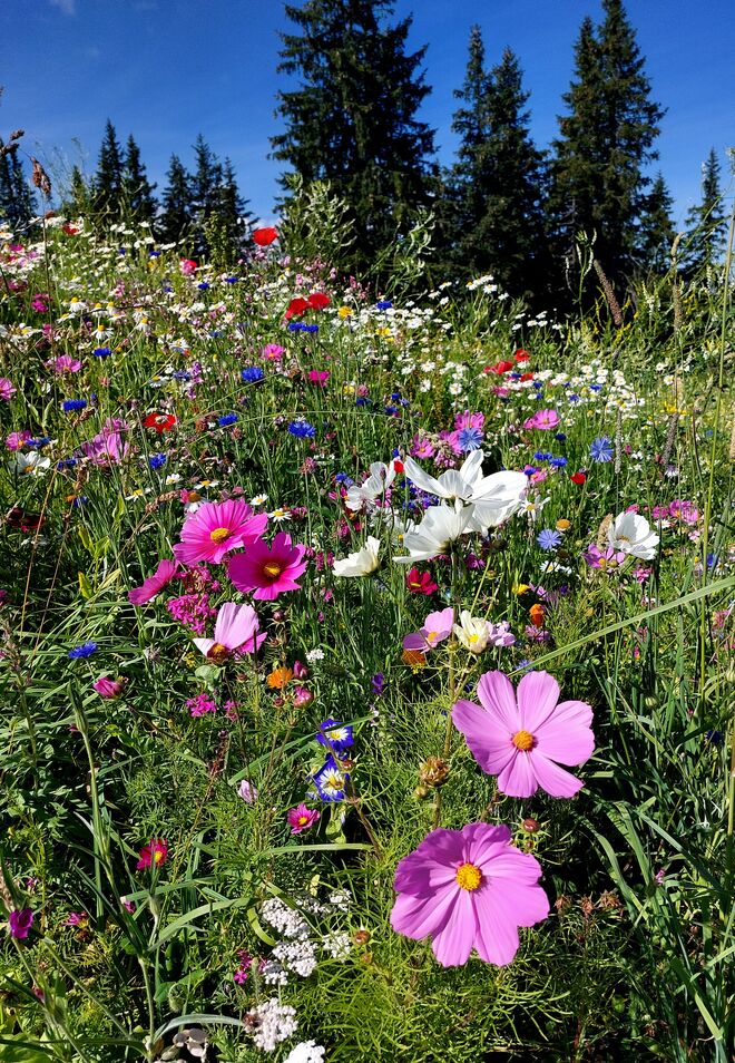Da muss man fotografieren!
