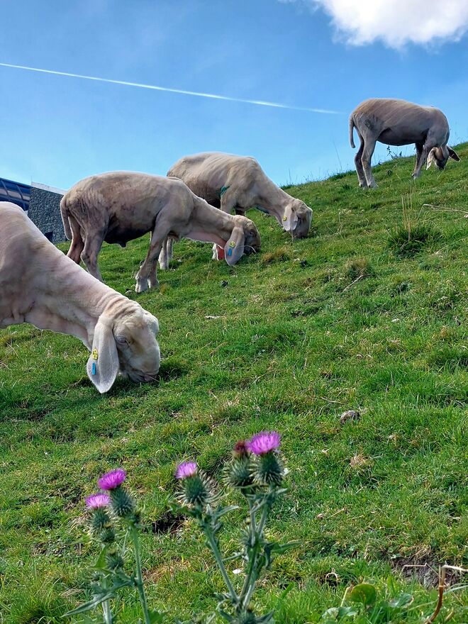 Noch gehören die Schipisten den Schafen!