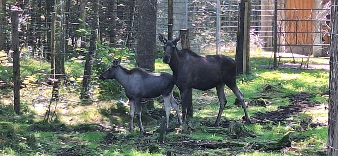 Na sowas,....ich glaub mich.....Elche bei uns?