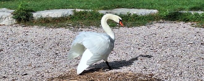 Schwan trocknet seine Flügel