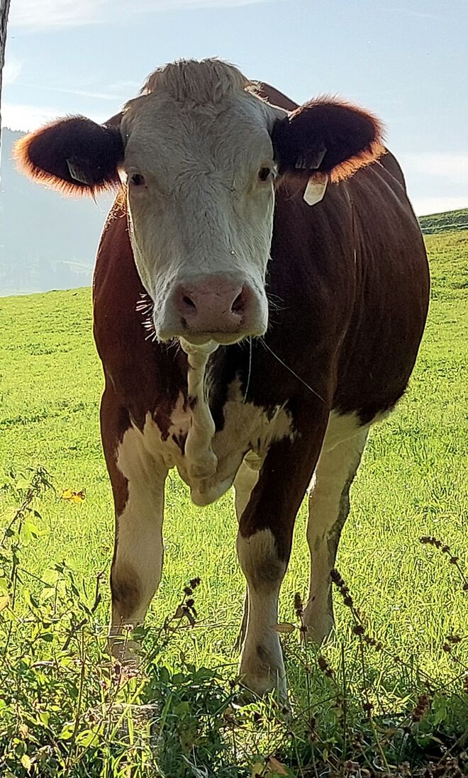 Hallo, vegane Freunde, wo seid ihr???