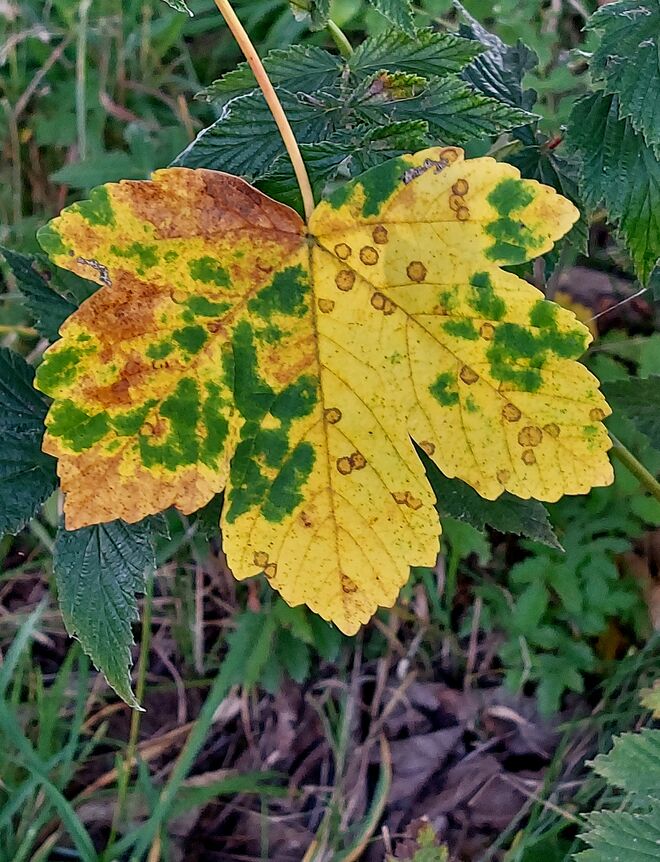 Nur ein Blatt -  oder ein Kunstwerk?