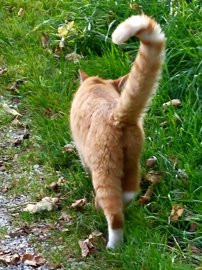 Gut gelaunt auf Mäusejagd