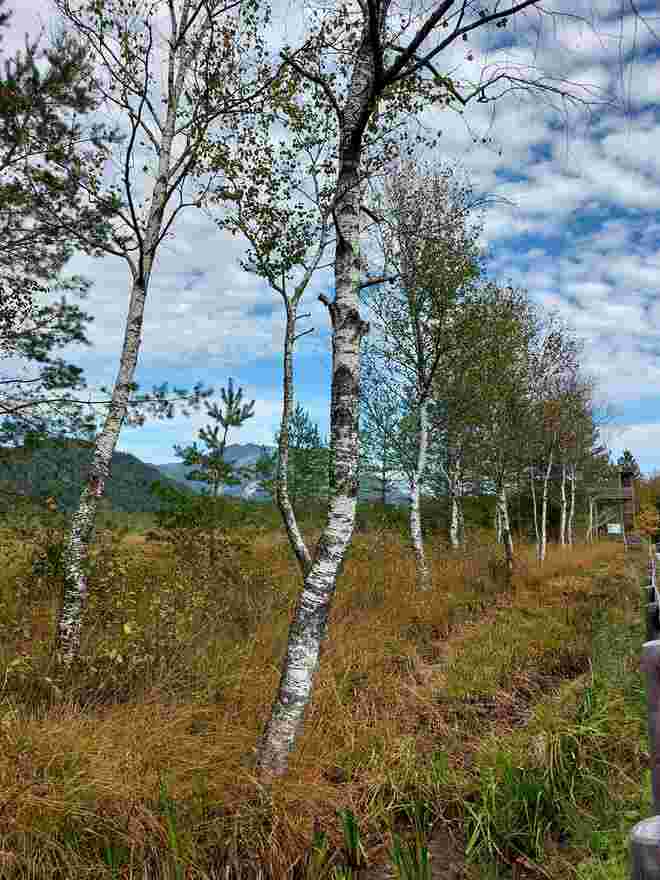 Wandern durchs Moor im Oktober 