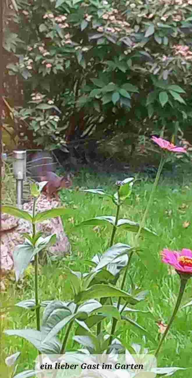 Ein lieber Gast im Garten 