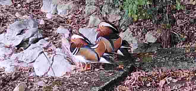 Enten in herbstlichem Federkleid