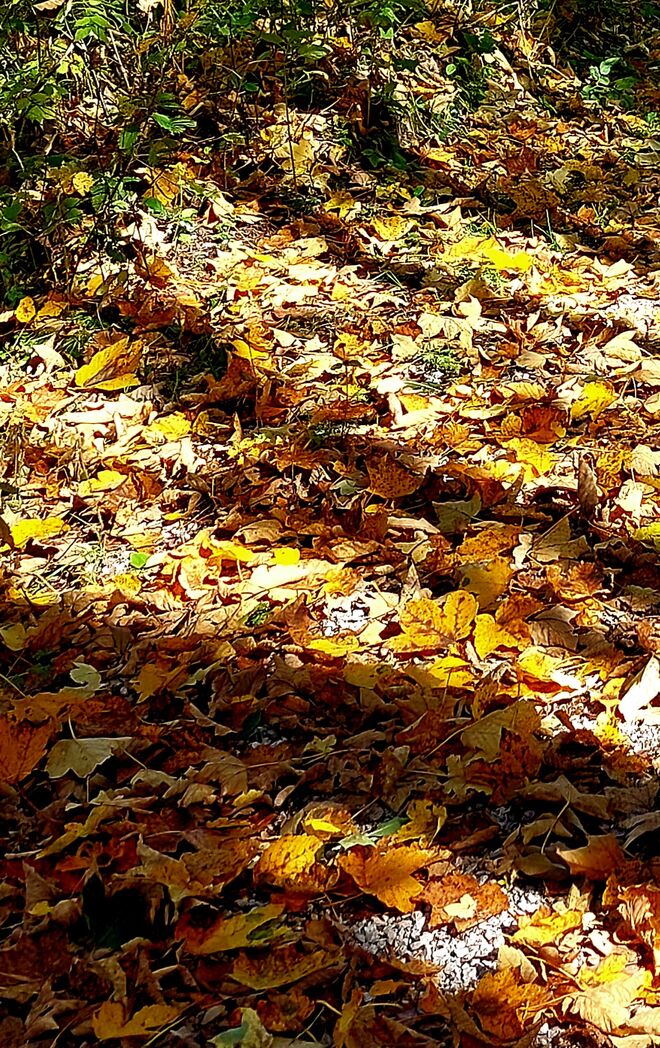 Teppich in Herbstfarben