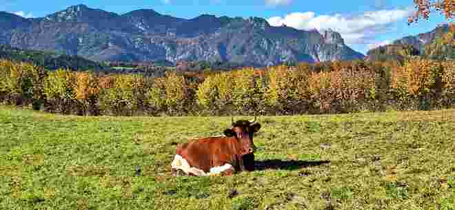 Kuh im Glück  - Sonne und saftiges Gras