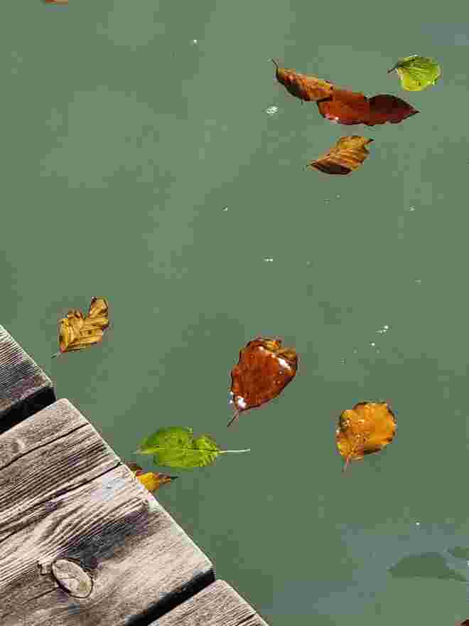Herbstlaub im See