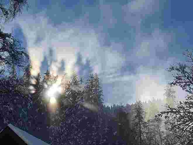 Baumschatten im Nebel