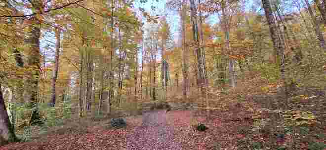 Waldspaziergang 