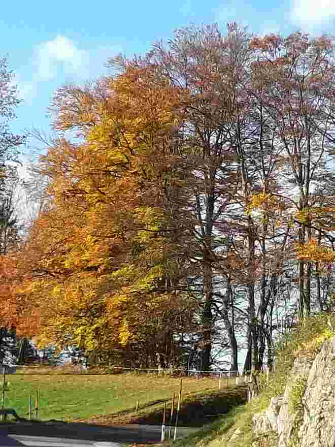 Herbstsonne