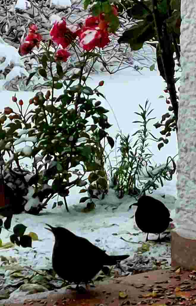 Frühstück im Schnee