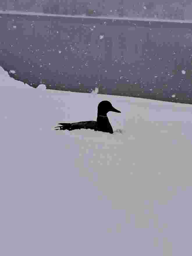 Wintereinbruch am Jägersee