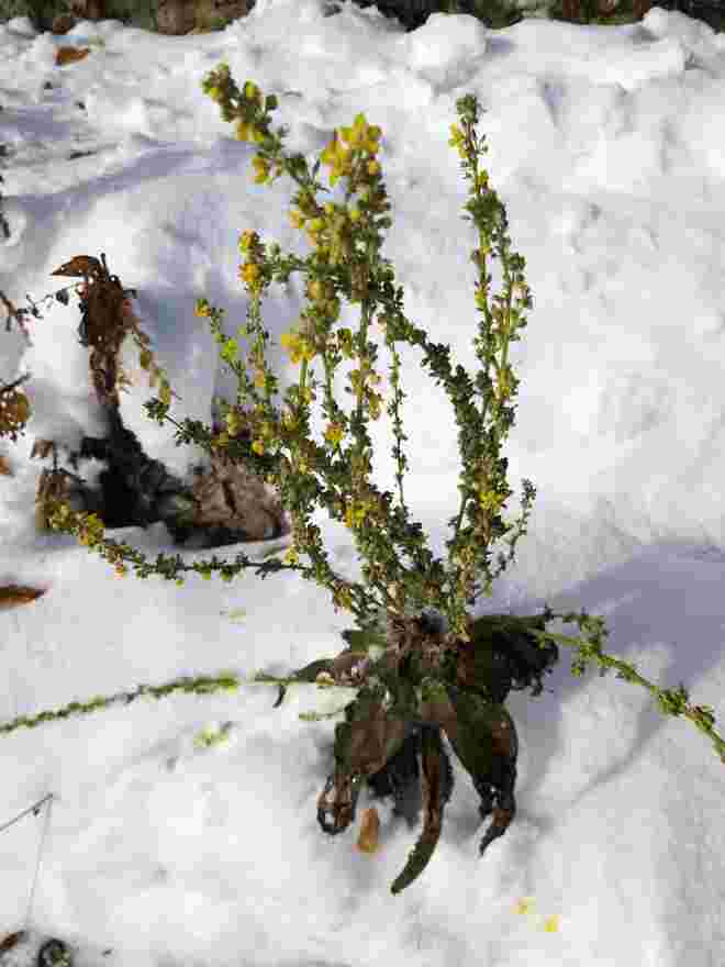 Winterkönigskerze