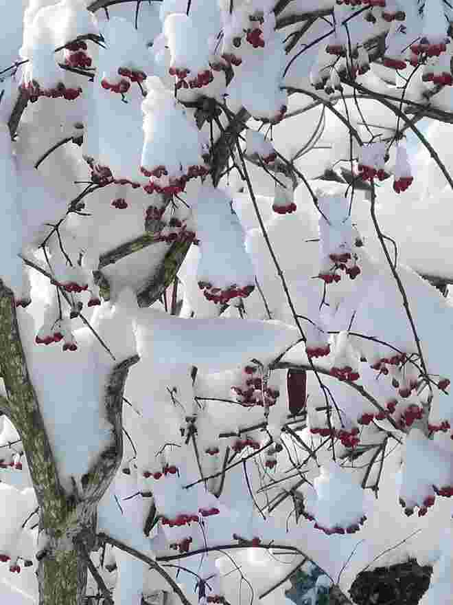 Viel,viel Schnee...