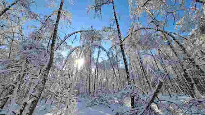 Der Wald verneigt sich vor dem Winter 