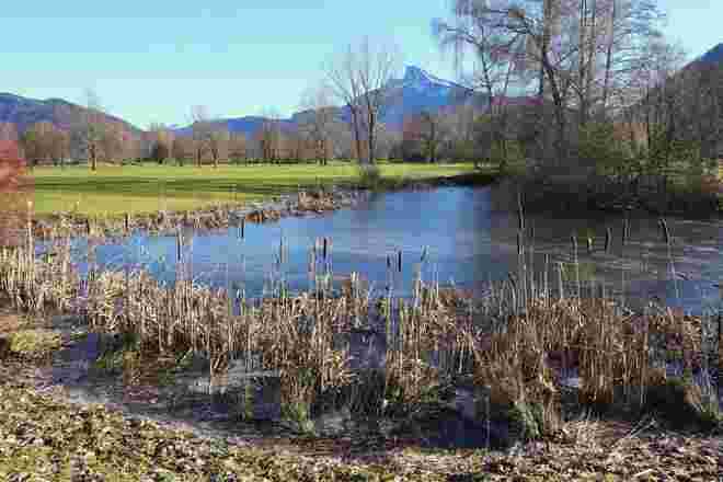 Zugefrorener Teich mit Rohrkolben 