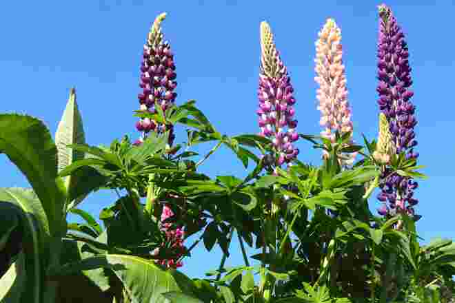 Lupinen