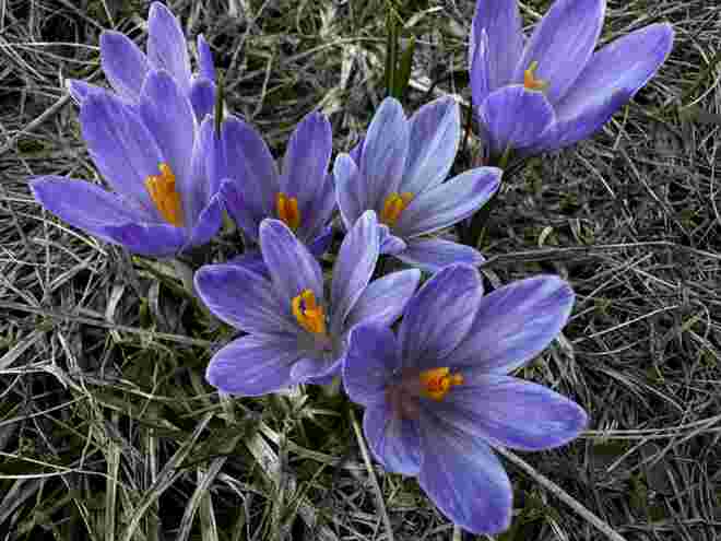 Bergfrühling