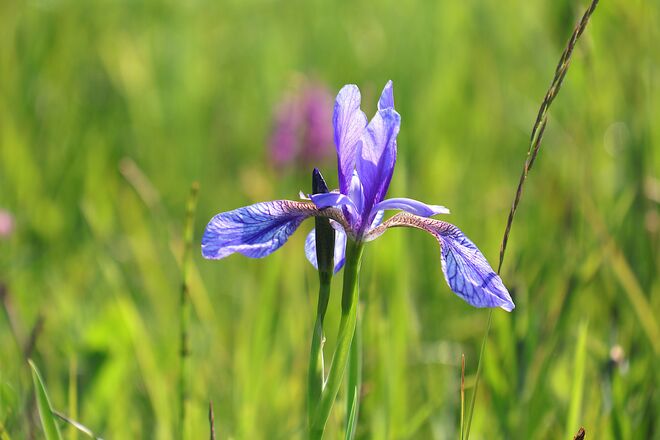 Sibirische Schwertlilie im Gegenlicht