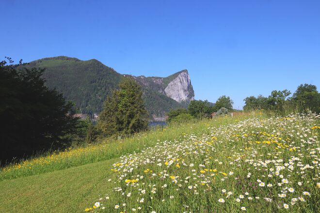 Margeritenwiese mit Drachenwand 