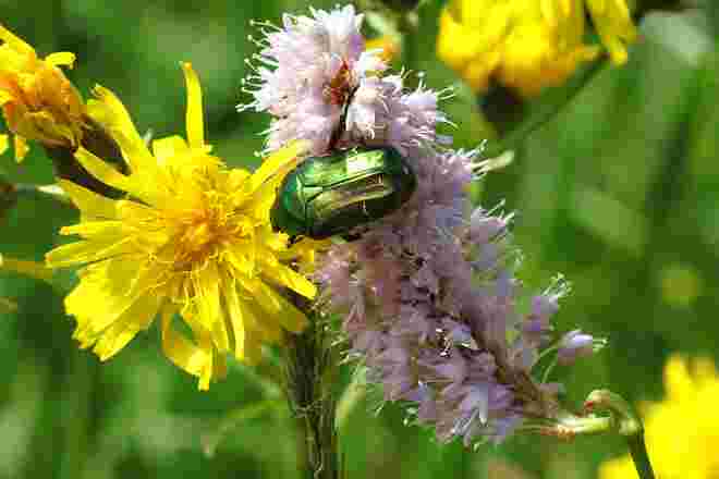 Kleines Juwel in der Sommerwiese
