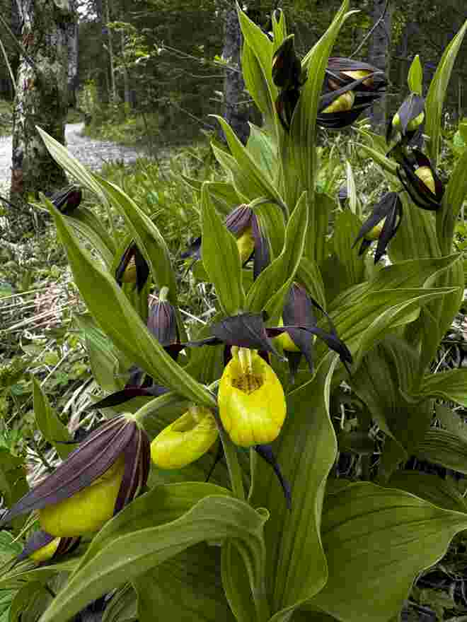 Orchideenzeit