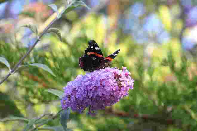 Admiral auf Sommerflieder