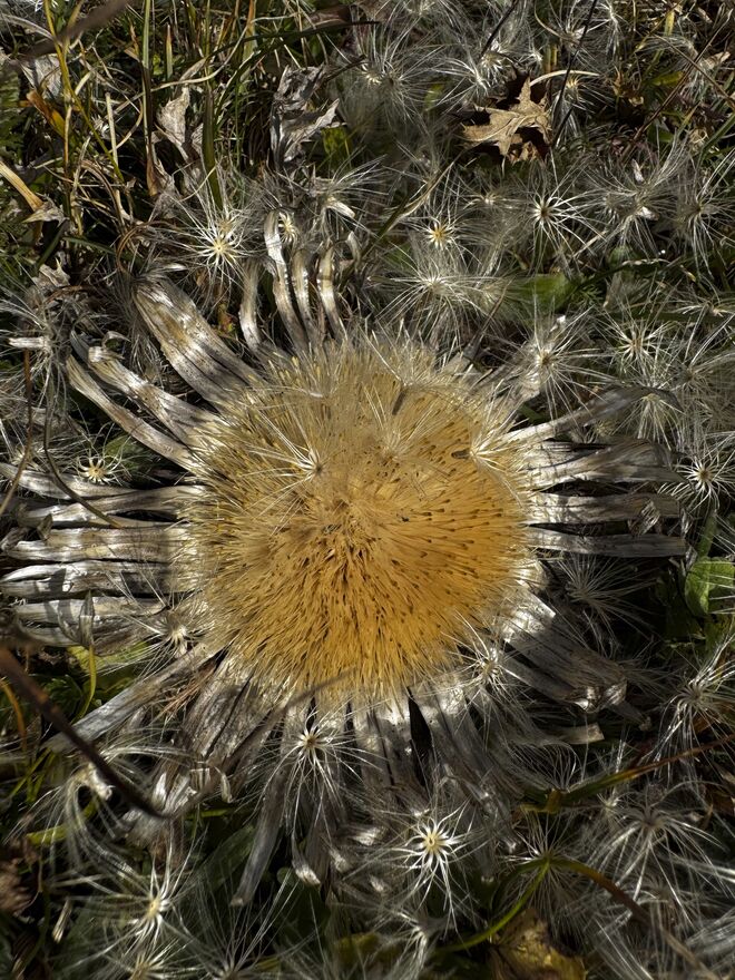 Letzer Gruss vom Almherbst