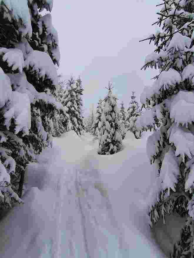 Winterwald 1