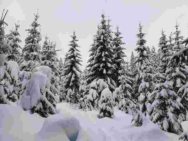 Winterwald 2